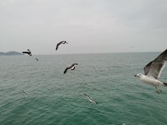 -海驴岛(荣成市)