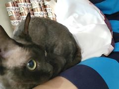 -楼上猫咖(罗湖店)