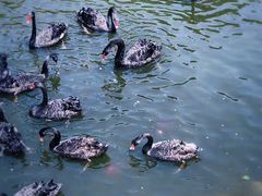 -长白岛森林公园