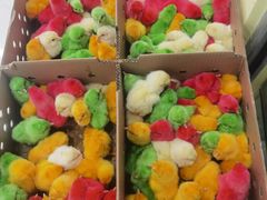 -青石桥花鸟鱼虫市场(叠翠城店)