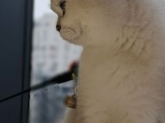 -怪兽屋·羊驼·猫咖·狗咖(俊华广场店)