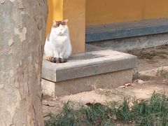 -西园戒幢律寺