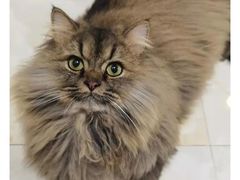 -瑞派动物医院·猫专科·至诚(江南中分院)