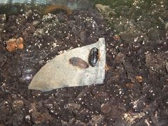 100_3900-上海昆虫博物馆