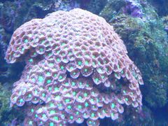 -悉尼海洋生物水族馆
