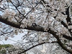 -武汉大学-樱园