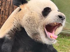 -栾川竹海野生动物园