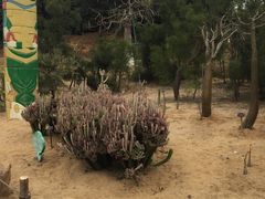 -东莞植物园