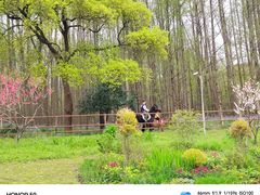 -上海共青森林公园