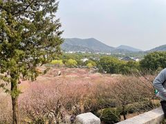 -香雪海