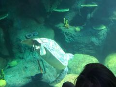 景点-悉尼海洋生物水族馆