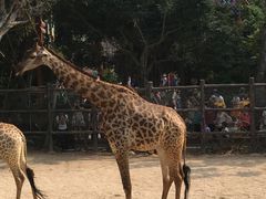 -三亚千古情景区游客中心-接待中心