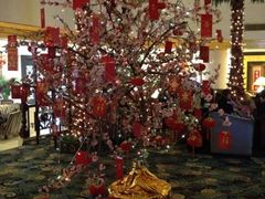 招财树-上海棕榈滩海景酒店