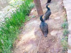 -微山湖红荷湿地景区