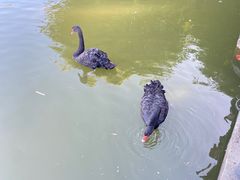 -珠海圆明新园