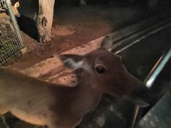 -清迈夜间动物园