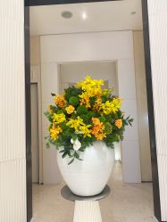 -奥斯芬欧系贵族SPA