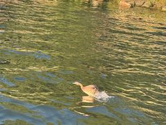 -长春市南湖公园