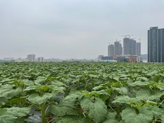 -光明小镇欢乐田园