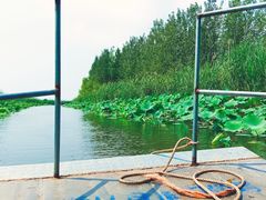 -滕州微山湖红荷湿地景区