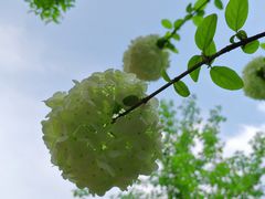 -陕西省西安植物园