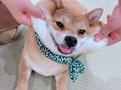 -逗柴咖啡屋·狗咖猫咖宠物桌游