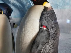 -海合安成都极地海洋公园