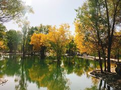 -金塔沙漠胡杨林景区
