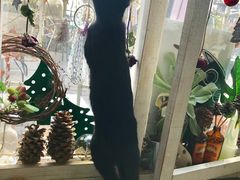 -海边的猫和咖啡馆