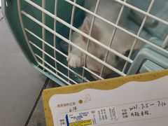 -爱侣宠医·鹦鹉专科·小型哺乳类·异宠专科(灵石路店)