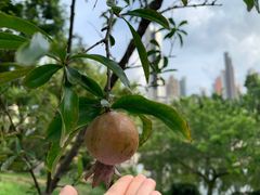 -九龙寨城公园