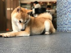 -柴源莊·柴小宠柴犬咖啡