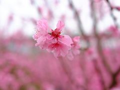 -秀丽东方