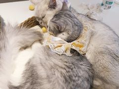 -怪兽屋·羊驼·猫咖·狗咖(俊华广场店)