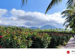 -亚龙湾国际玫瑰谷