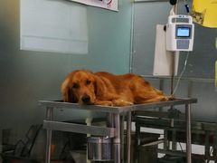 -艾吉宠物医院·疑难杂症转诊中心·猫友好(碧江路院)