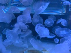 -悉尼海洋生物水族馆