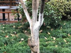 -西湖外事游船(湖滨二公园外事游船码头)