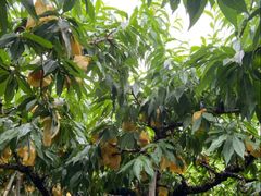 -南汇水蜜桃采摘(大团店)