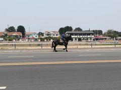-养马岛旅游度假区