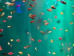 -华夏文旅海洋公园