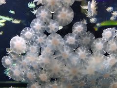 -太平洋海底世界