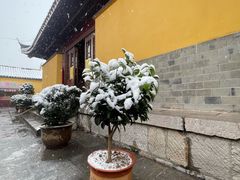 -鸡鸣赐茶(鸡鸣寺路店)