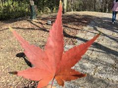 -狮王府淮扬菜(老门东店)