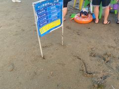 -碧海金沙