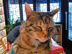 -猫的天空之城概念书店(杭州南宋御街店)