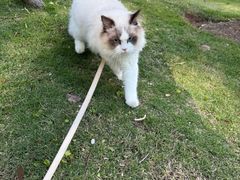 -安安宠医宠物医院·异宠·犬猫内科(岳阳分院)