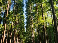 -黄海国家森林公园