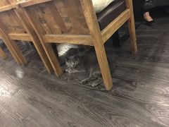 -吉丁鸟咖·异宠·寄养
