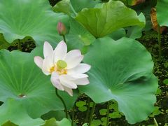 -蠡湖中央公园
